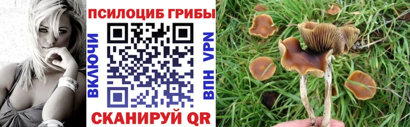 магазин продажи   Николаевск  Галлюциногенные грибы мицелий 